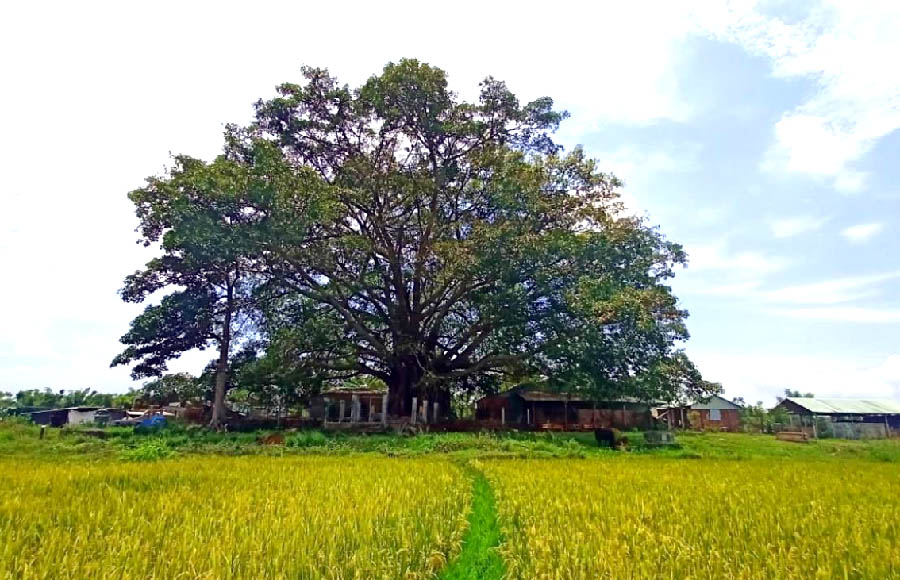 Quảng[-]Nam:Cây[-]Đa[-]nơi[-]trú[-]ẩn[-]của[-]quân[-]dân[-]qua[-]2[-]cuộc[-]kháng[-]chiến[-]được[-]công[-]nhận[-]Cây[-]Di[-]sản[-]Việt[-]Nam